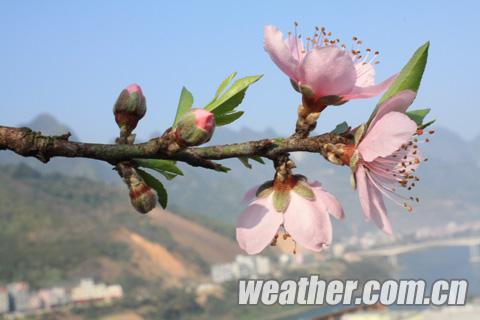 桃花盛开季天气预报，准备好迎接缤纷色彩了吗？