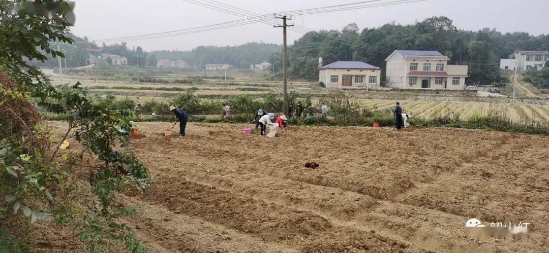 月田镇新项目，引领地方发展的强大动力源泉